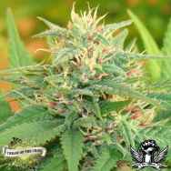 Cream of the Crop Seeds Narcotic Kush Auto